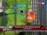 Mga inakay ng blue-naped parrot at hill myna, nasabat mula sa isang bahay