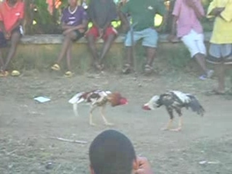 Combat de Coq