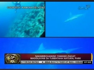24 Oras: Nakabibighaning yamang-dagat, masisilayan sa Tubbataha Natural Park