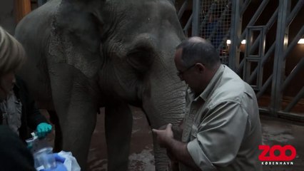 Elefanter undersøges inden afrejse | Copenhagen Zoo