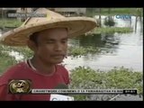 Rio Grande de Mindanao, posibleng umapaw dahil sa nakabarang water hyacinths