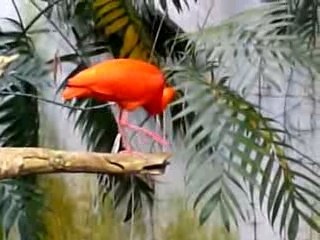 8_Ibis Rouge - Biodôme de Montréal