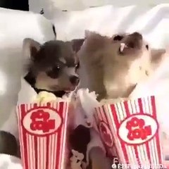 VAMOS AO CINEMA CACHORRO