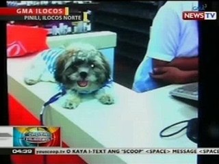 BP: Alagang aso, pinaglamayan bago inilibing sa Pinili, Ilocos Norte