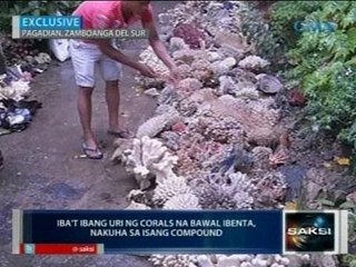Saksi: Ilang corals at stalactites na iligal umanong ibinebenta, nasabat