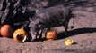 Animals Play With Pumpkins at the San Diego Zoo