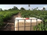 RTI / Agriculture/ /hévéa : 530 millions de subvention pour les futurs hévéaculteurs