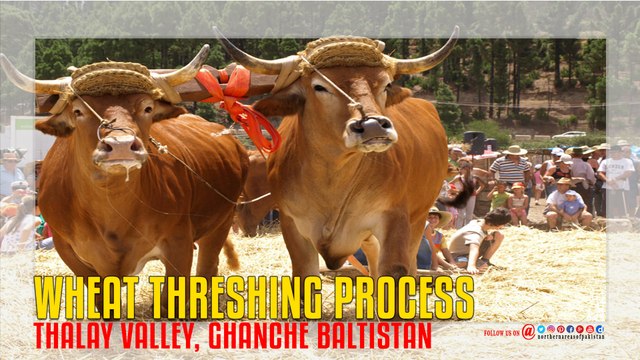 Ghanche Baltistan Wheat threshing Process
