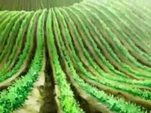 Chobits - - Linkin Park - Frgt10