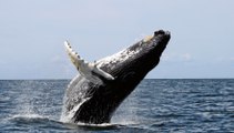 Top 10 Endangered Ocean Species and Marine Animals