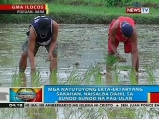 BP: Mga natutuyong ekta-ektaryang sakahan, naisalba dahil sa sunod-sunod na pag-ulan