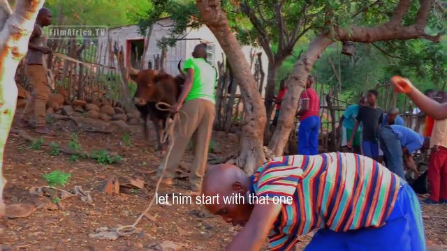 Cow Slaughter - African Tribal Ceremony viewers discretion advised.