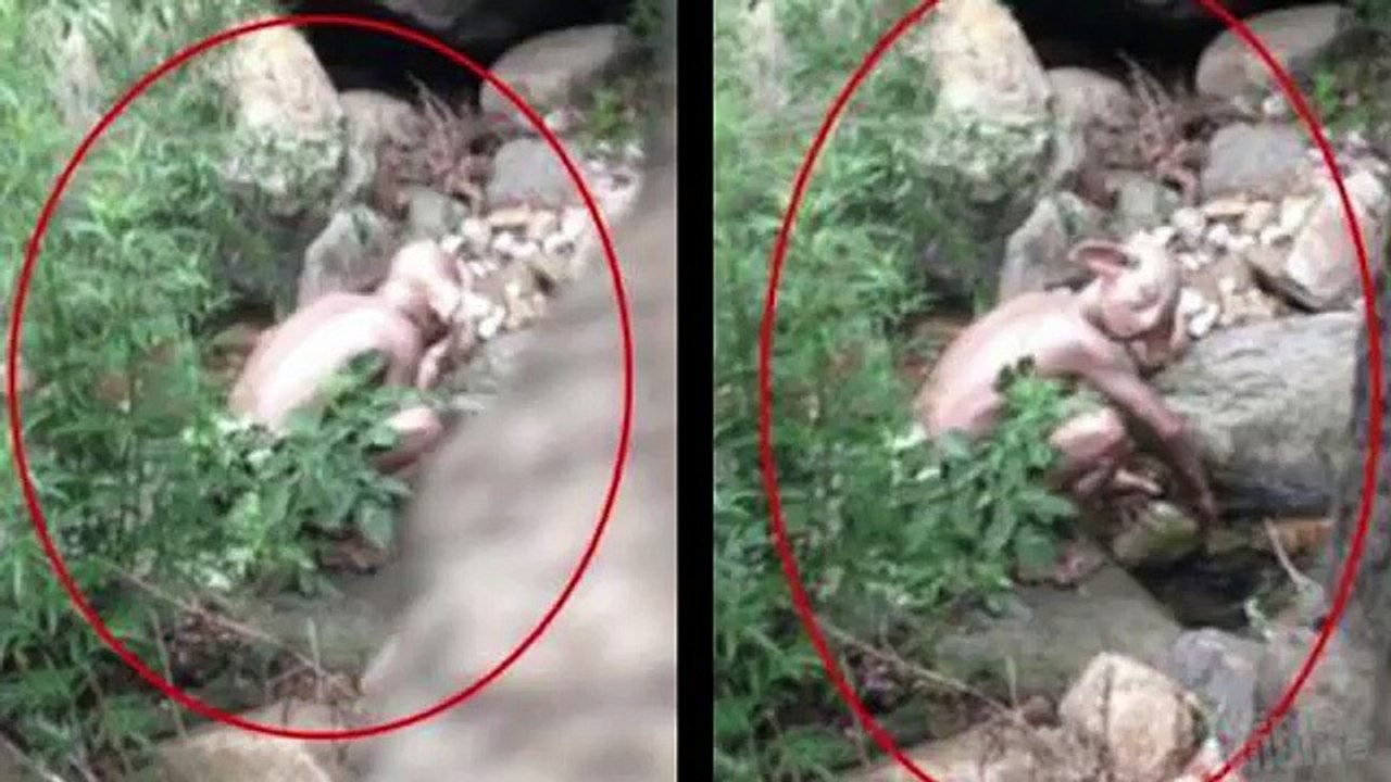 Strange Creature Caught on Tape