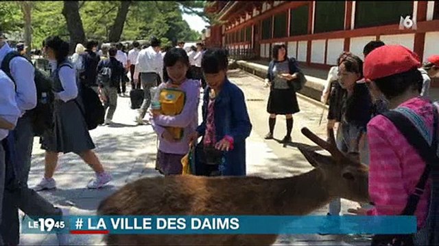 Des milliers de daims vivent en liberté dans une ville Japon, des photos magiques arrivent sur le net - Regardez