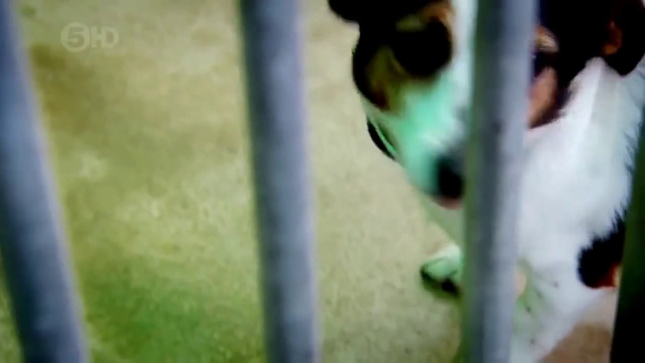 Pet food secrets