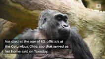 Oldest gorilla in captivity dies in Ohio at 60-years-old