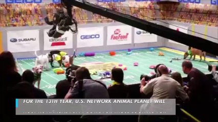 Watch the adorable behind the scenes of the Puppy Bowl taping