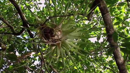 Cuba: The Seed of Paradise - ¡Now in High Quality! (Part 2/5)