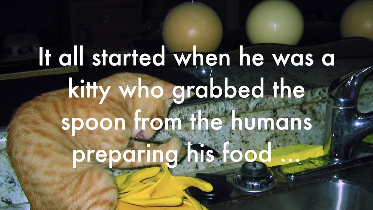 A dona joga uma colher de metal. Assista ao vídeo e confira como o gato reage...nunca vi um gato agir assim antes, LOL