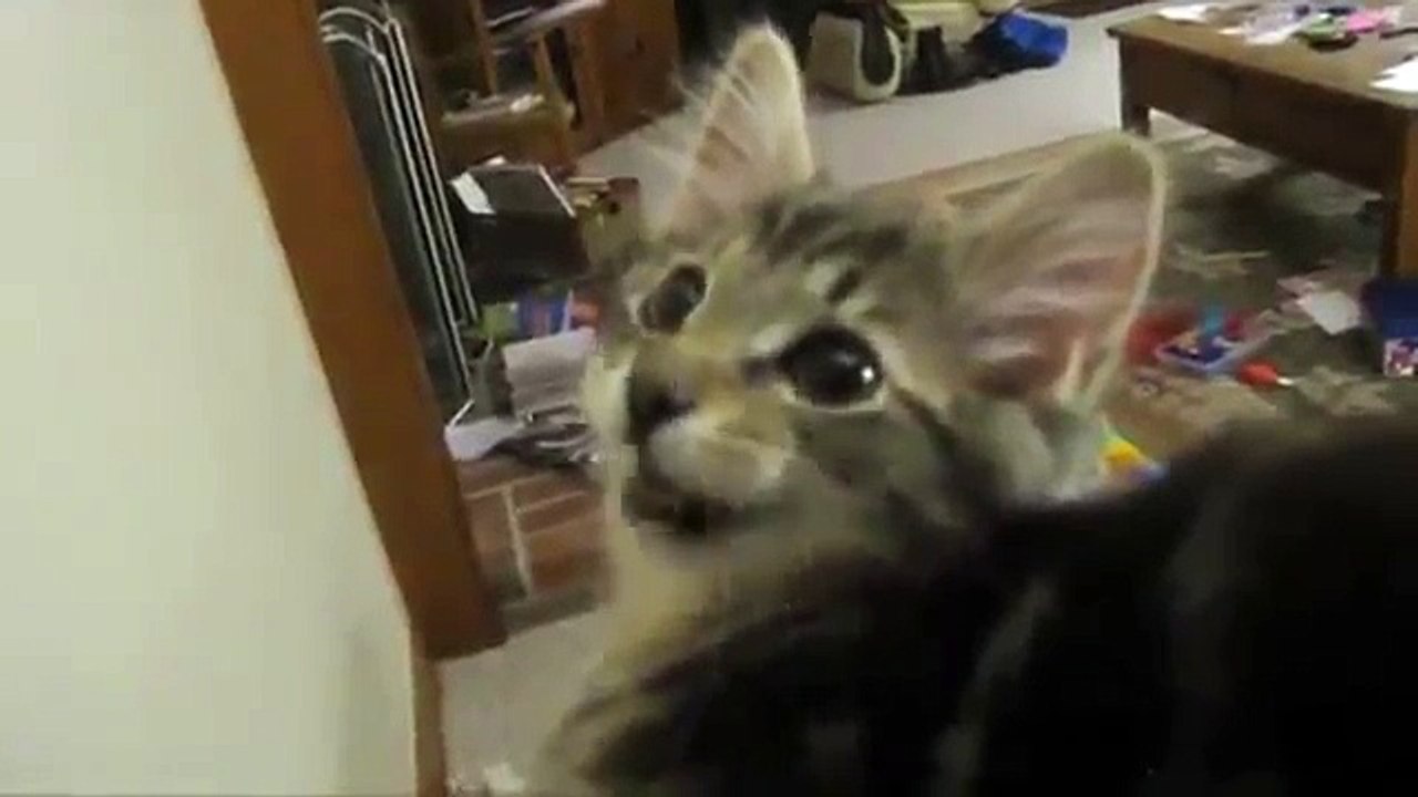 Gato percebe que há inseto na parede. Escute o som que ele faz...Ai meu Deus, O quê?!