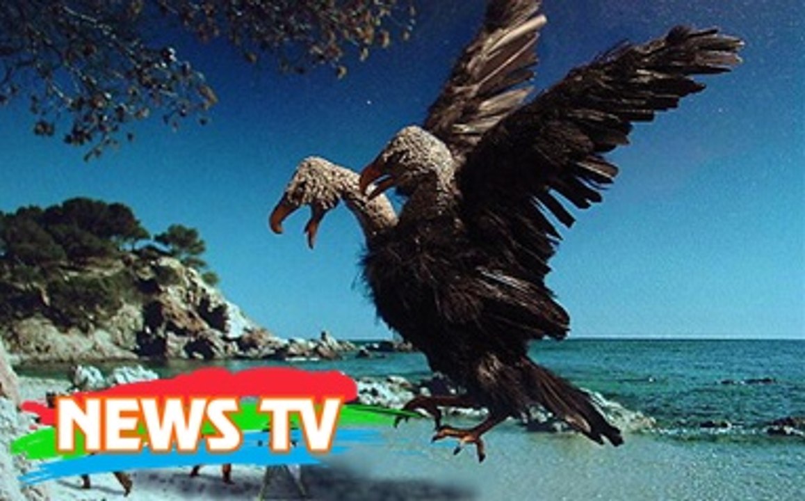 Quái vật của bầu trời to ngang phi cơ, sống thọ tới hơn 100 tuổi!