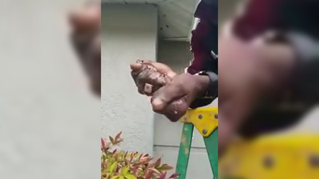 Un homme écrase un nid de guêpes à mains nues