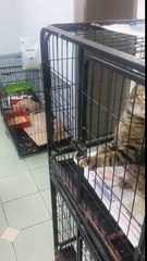 Ils ont placé ce chat dans sa cage, mais quelques instants plus tard... regardez bien ce que va faire ce matou, WOW.