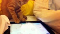 Un chaton tente de capturer une souris virtuelle, mais il ne parvient qu'à capturer mon coeur.