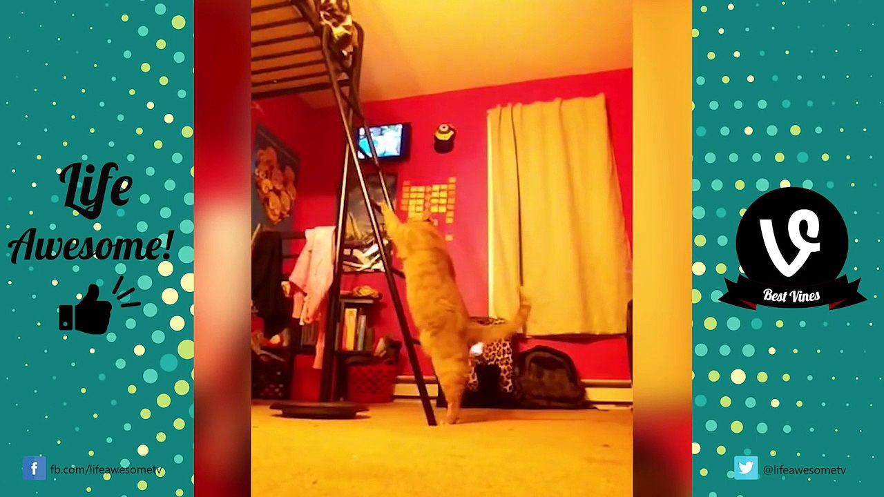 TRY NOT TO LAUGH or GRIN - Funny Animals Fails Compilation 2016 || by Life Awesome