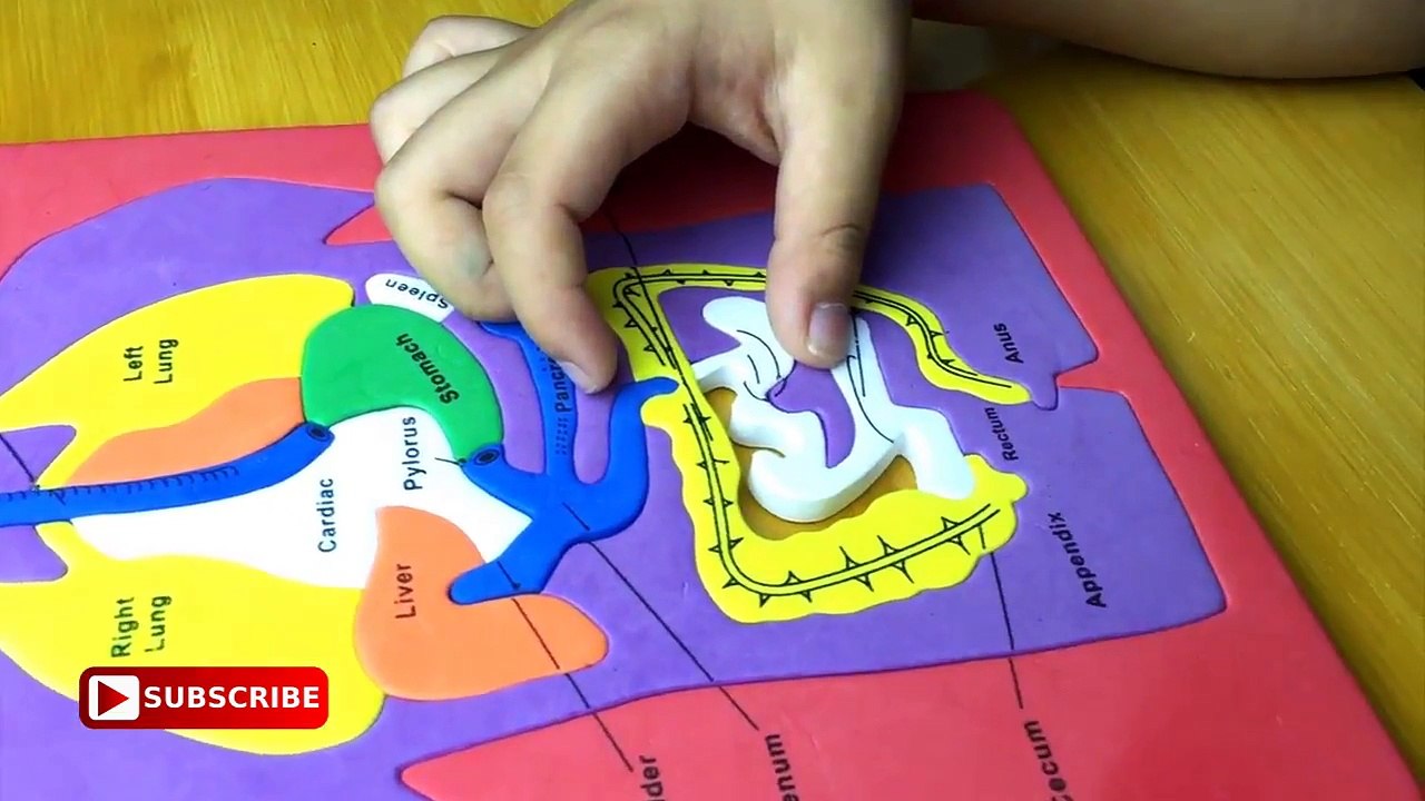 Squishy Human Body Parts. Digestive System puzzle for kids. 1st 2nd 3rd grade. Lets play