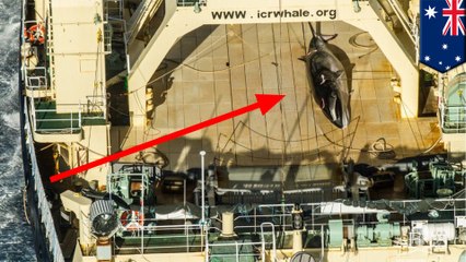Illegal Japanese whaling: ship caught with minke in Australian sanctuary
