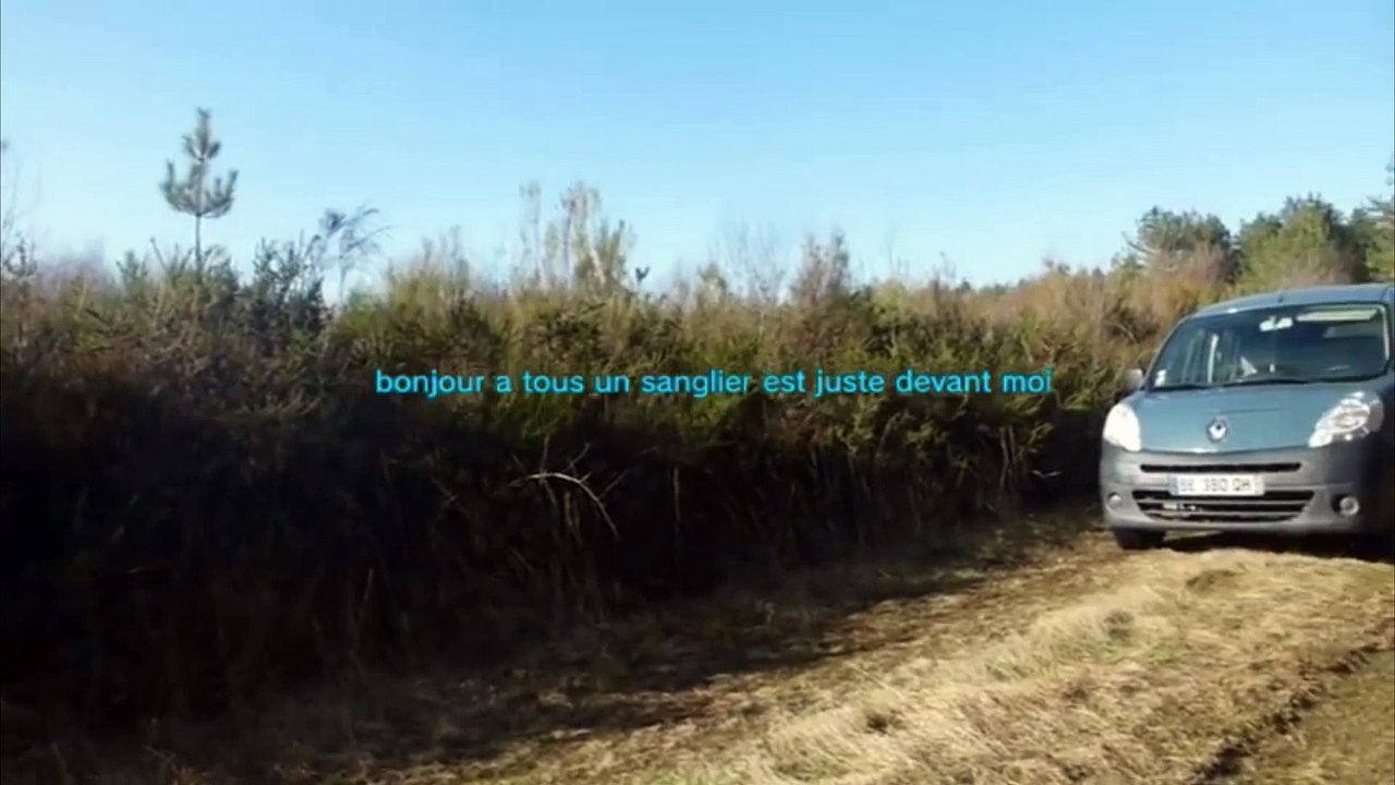 charge sanglier violente.mp4