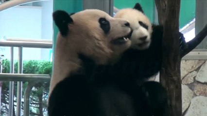 Yer Çekimine Karşı Koyamayan Pandalar