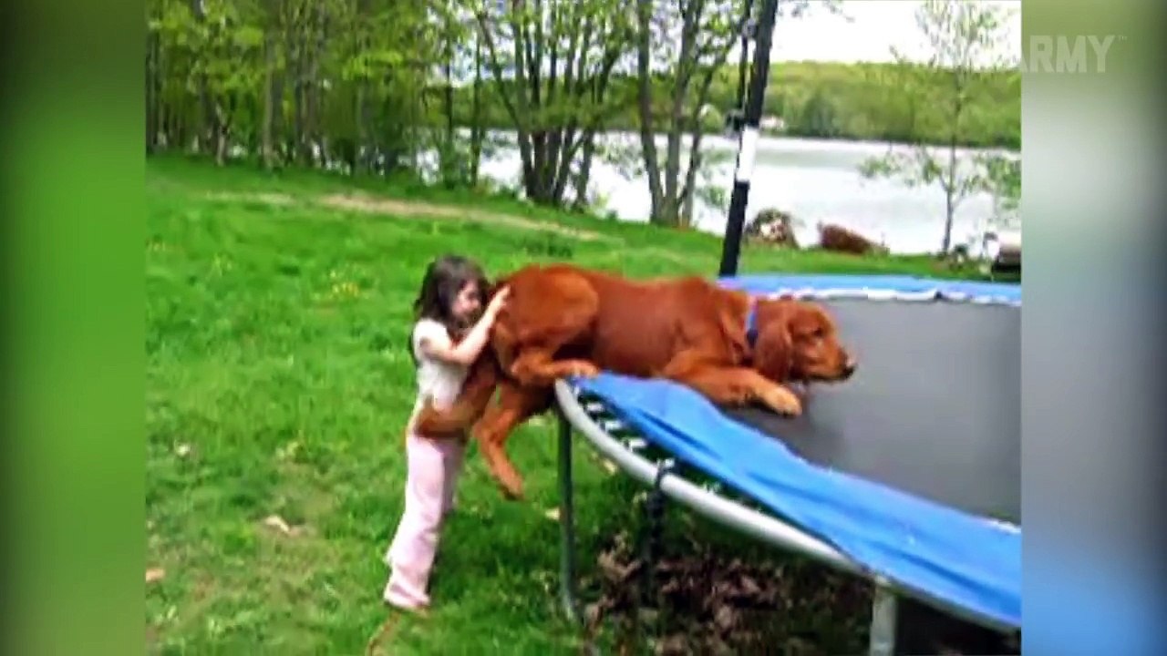 Ultimate Funny Dogs Compilation by FailArmy