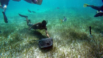 Friendly stingray swims into man's arms