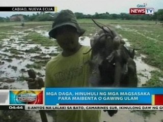 BP: Mga daga, hinuhuli ng mga magsasaka sa Cabiao, Nueva Ecija para maibenta o gawing ulam