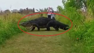Not jurassic park scene, Massive Alligator Stuns Photographers
