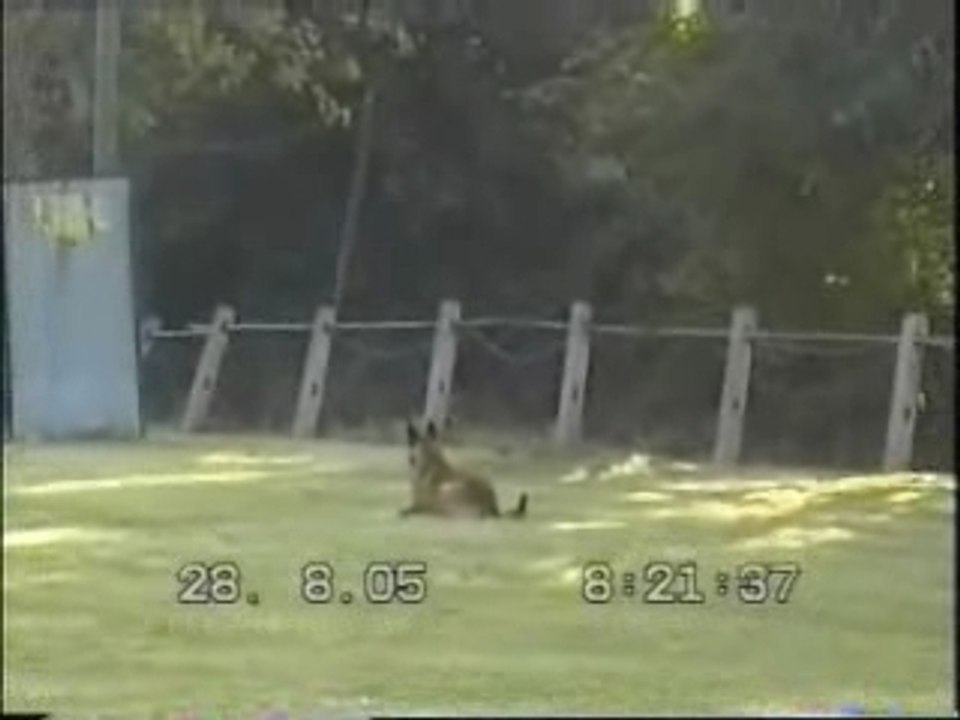 Saint Martin Aux Laerts     les Sauts  haie fossé palissade