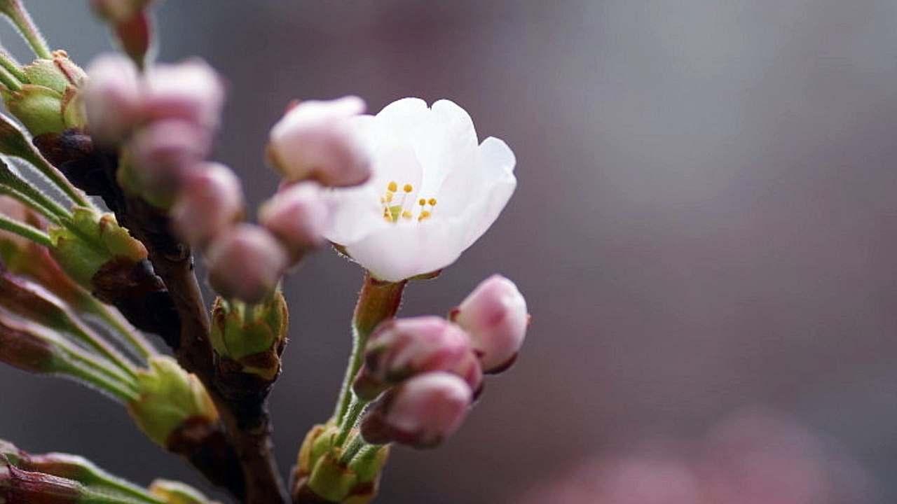 【J-pop 名曲オルゴール -8-】  「蕾」　コブクロ    【J-pop famous music music box - 8 -】 "Bud" Kobukuro