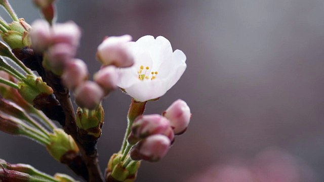 【J-pop 名曲オルゴール -8-】 「蕾」　コブクロ 【J-pop famous music music box - 8 -】 Bud Kobukuro