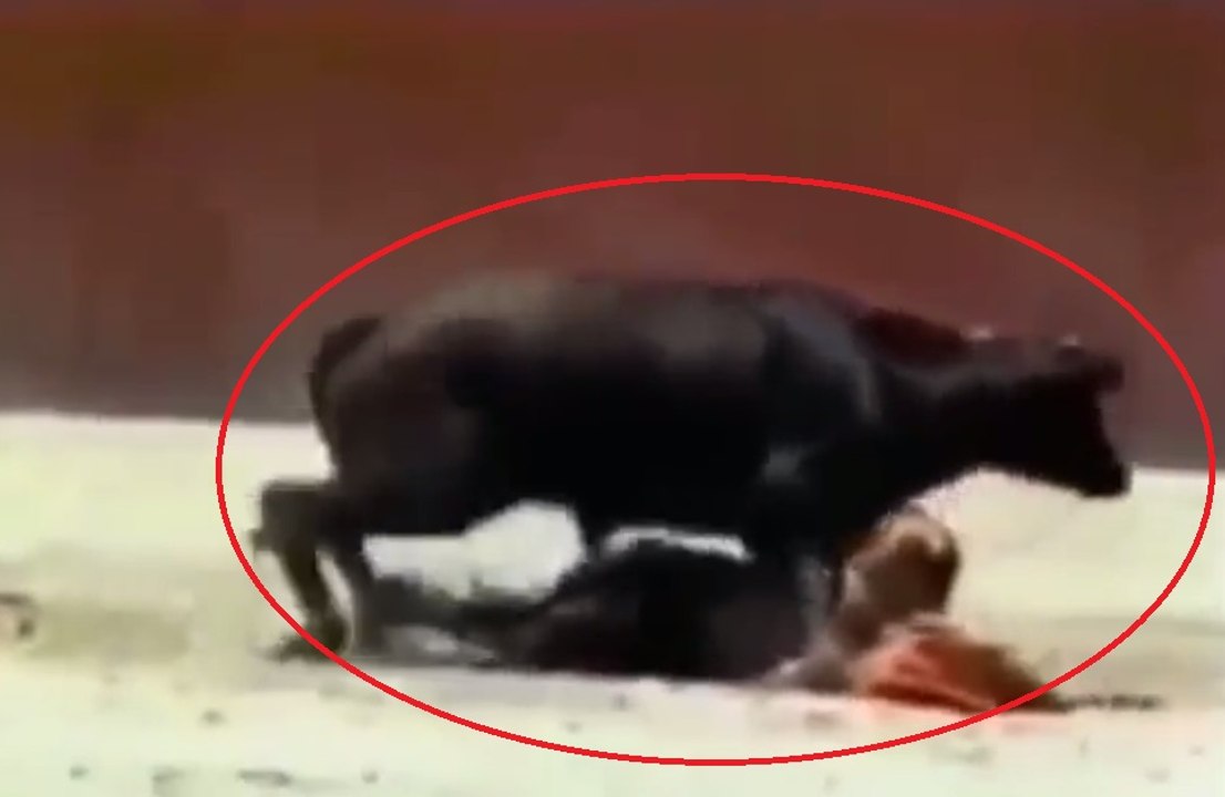 Diminutive female bullfighter is mounted by huge bull.