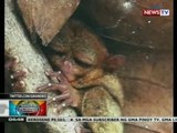 BP: Bagong species ng Tarsier, nadiskubre sa Dinagat Islands