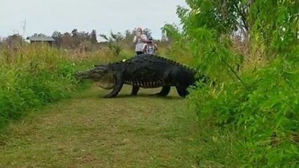 Un alligator géant passe devant des touristes