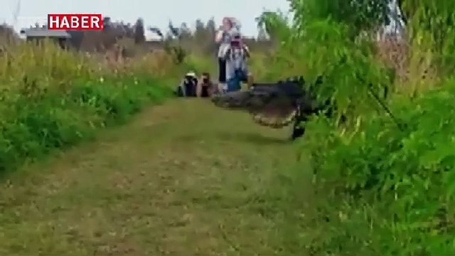 Amerika Birleşik Devletleri'nde dev timsah görenleri hayrete düşürdü.