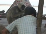 funny monkey And boy's Amazing video fun maza laughter hahah