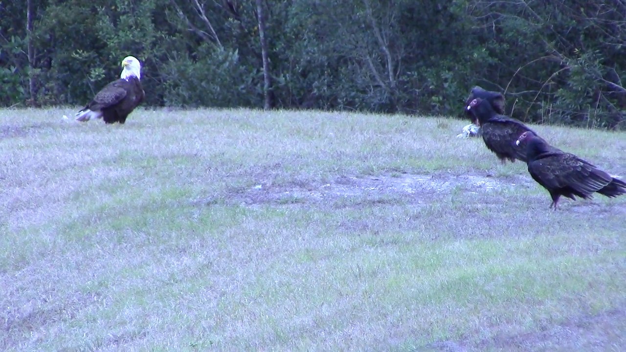 Quand des vautours prennent le poisson d'un aigle
