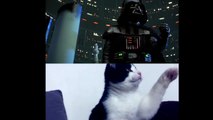 Des chats refont la scène culte de Star Wars 