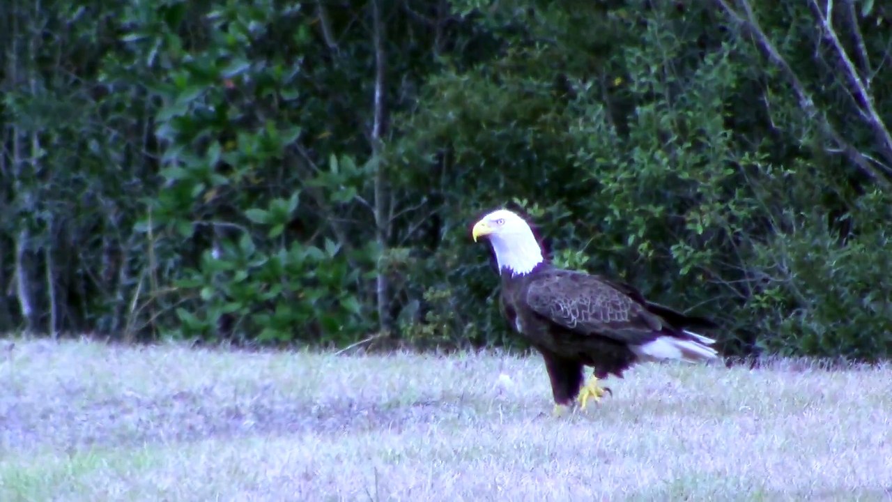 Des vautours viennent voler le poisson d'un aigle... Bande de vautours!