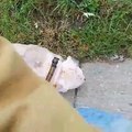 Ce pauvre chien a été abandonné après avoir été piqué par des milliers d'abeilles!