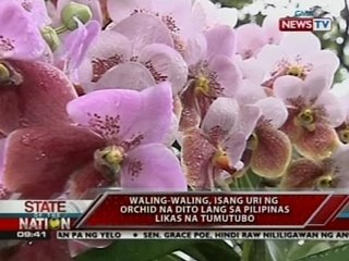 SONA: Waling-waling, isang uri ng orchid na dito lang sa Pilipinas likas na tumutubo